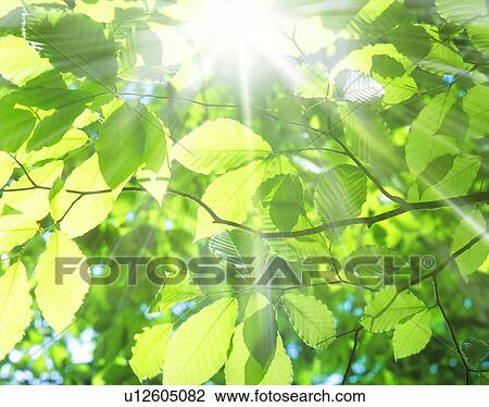 Stock Image - Close-up of beech tree and sunbeam. Fotosearch
