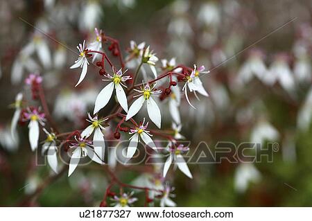 Stock Photo - Close Up of Beefsteak Geranium. Fotosearch