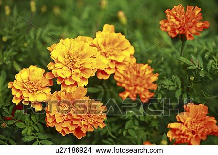 Close Up of Calendula View Large Photo Image Picture - Close Up of Calendula. Fotosearch