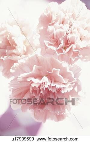 Close-up of carnations View Large Photo Image Stock Photo - Close-up of carnations. Fotosearch