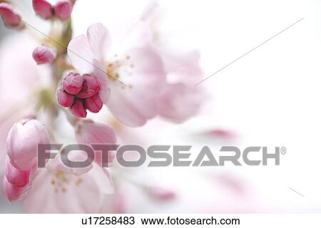 Stock Image - Close-up of cherry blossom buds. Fotosearch