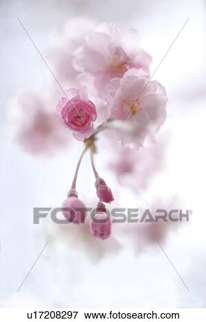 Close-up of cherry blossom buds View Large Photo Image Stock Photo - Close-up of cherry blossom buds. Fotosearch