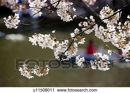 Close-up of cherry blossoms View Large Photo Image Stock Image - Close-up of cherry blossoms. Fotosearch
