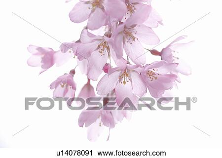Stock Image - Close-up of cherry blossoms. Fotosearch