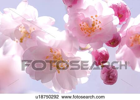 Close-up of cherry blossoms View Large Photo Image Stock Image - Close-up of cherry blossoms. Fotosearch