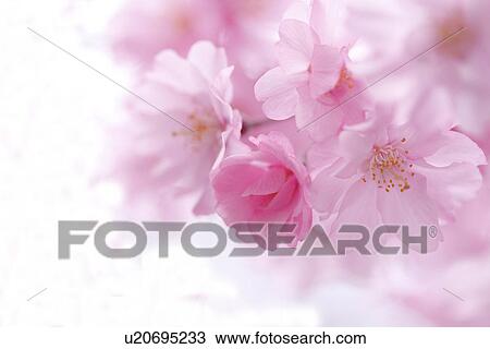Close-up of cherry blossoms View Large Photo Image Stock Image - Close-up of cherry blossoms. Fotosearch