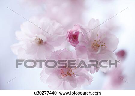 Stock Image - Close-up of cherry blossoms. Fotosearch