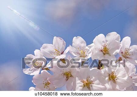 Stock Photo - Close-up of cherry blossoms. Fotosearch