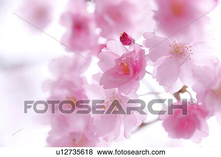 Stock Photo - Close-up of cherry blossoms. Fotosearch