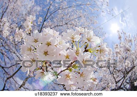 Stock Photo - Close-up of cherry blossoms. Fotosearch