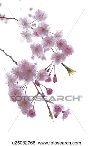 Stock Photo - Close-up of cherry blossoms. Fotosearch