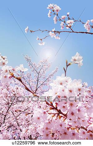 Stock Photograph - Close-up of cherry blossoms. Fotosearch