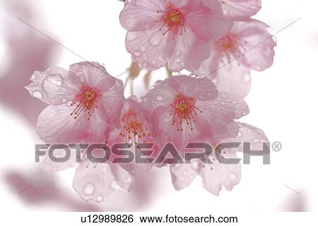 Stock Photograph - Close-up of cherry blossoms. Fotosearch