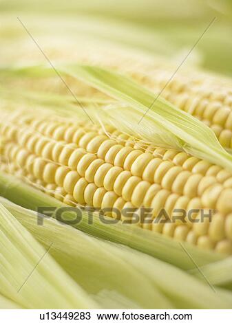 Close up of corns View Large Photo Image Stock Image - Close up of corns. Fotosearch