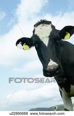 Stock Photo - Close Up of Cow. Fotosearch
