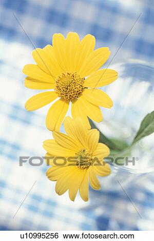 Stock Photograph - Close-up of Cucumberleaf Sunflower. Fotosearch