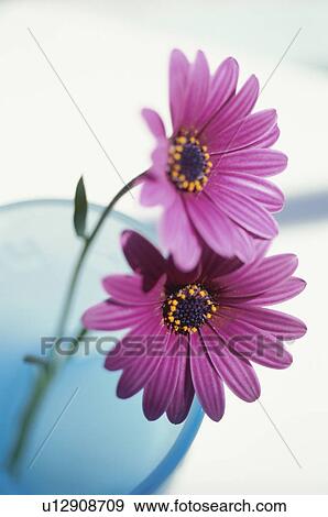 Stock Photo - Close-up of daisies. Fotosearch
