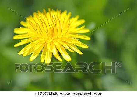 Stock Photograph - Close up of dandelion, differential focus. Fotosearch