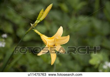 Close up of daylily View Large Photo Image Stock Image - Close up of daylily. Fotosearch