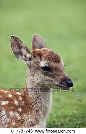 Stock Image - Close-up of fawn. Fotosearch
