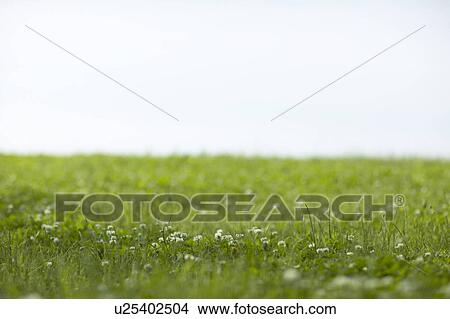 Picture - Close Up of Green Field. Fotosearch