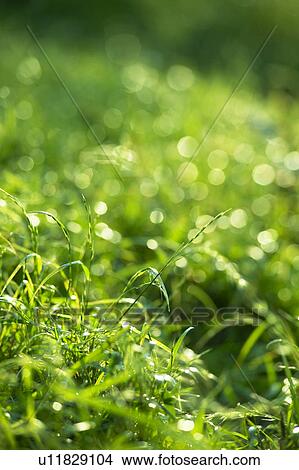 Picture - Close Up of Green Grass. Fotosearch