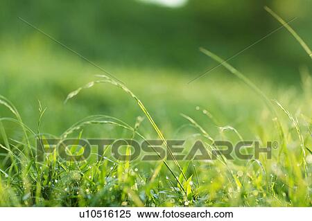 Stock Photography - Close Up of Green Grass. Fotosearch