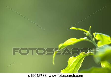Stock Image - Close Up of Green Leaves. Fotosearch