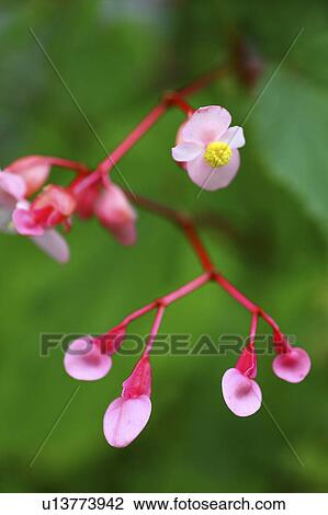 Close Up of Hardy Begonia View Large Photo Image Stock Image - Close Up of Hardy Begonia. Fotosearch