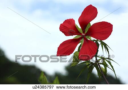 Stock Photo - Close Up of Hibiscus Coccineus. Fotosearch