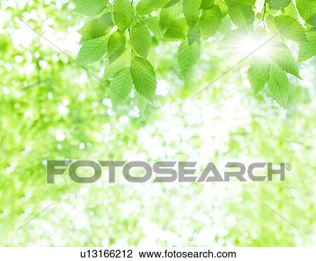 Stock Image - Close-up of leaves and sunbeam. Fotosearch