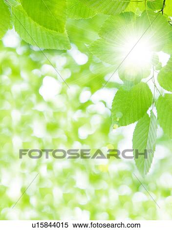 Close-up of leaves and sunbeam View Large Photo Image Stock Photography - Close-up of leaves and sunbeam. Fotosearch