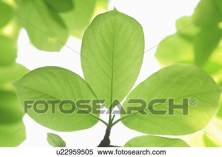 Close-up of leaves View Large Photo Image Stock Photography - Close-up of leaves. Fotosearch