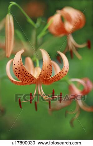 Close Up of Lilium Leichtlinii View Large Photo Image Stock Image - Close Up of Lilium Leichtlinii. Fotosearch