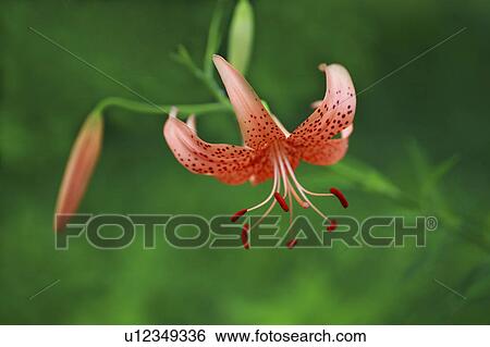 Close Up of Lilium Leichtlinii View Large Photo Image Stock Photograph - Close Up of Lilium Leichtlinii. Fotosearch