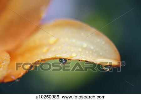 Stock Photography - Close-up of lily and dew drops. Fotosearch