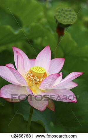 Close Up of Lotus View Large Photo Image Stock Image - Close Up of Lotus. Fotosearch