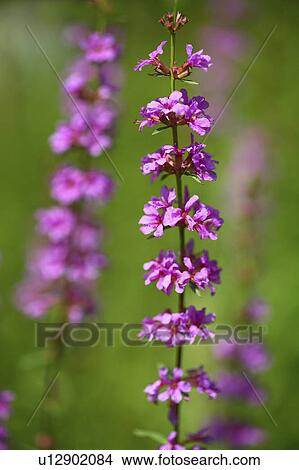 Picture - Close Up of Lythrum Anceps. Fotosearch