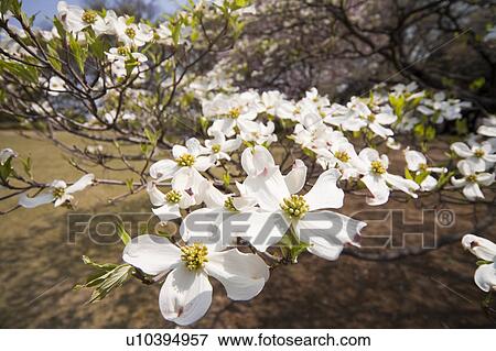 Close-up of Magnolias View Large Photo Image Stock Photo - Close-up of Magnolias. Fotosearch