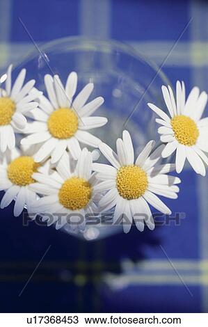 Stock Image - Close-up of marguerite. Fotosearch