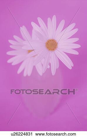 Stock Image - Close-up of marguerite. Fotosearch