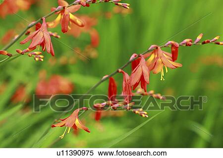 Stock Photography - Close Up of Montbretia. Fotosearch