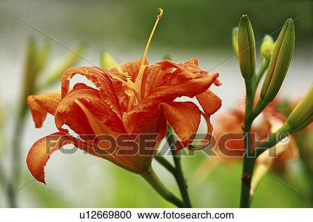 Close Up of Orange Daylily View Large Photo Image Stock Image - Close Up of Orange Daylily. Fotosearch