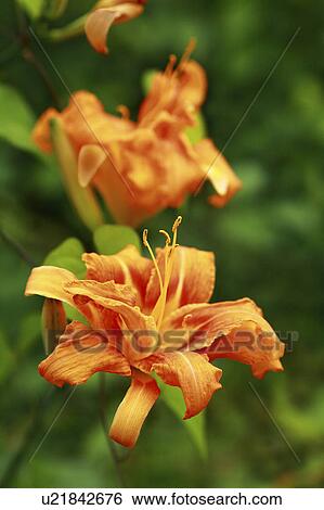 Close Up of Orange Daylily View Large Photo Image Stock Photograph - Close Up of Orange Daylily. Fotosearch
