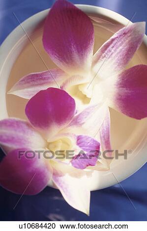 Stock Image - Close-up of orchids. Fotosearch