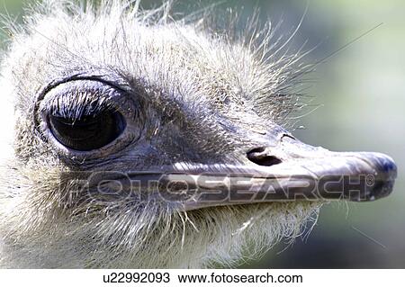 Close-up of ostrich  View Large Photo Image Stock Image - Close-up of ostrich . Fotosearch