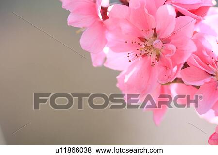 Stock Photo - Close up of peach flowers on branch, differential focus. Fotosearch