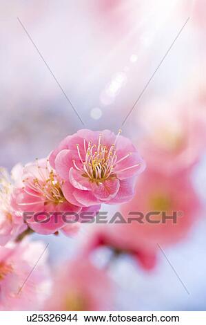 Picture - Close-up of plum blossoms. Fotosearch