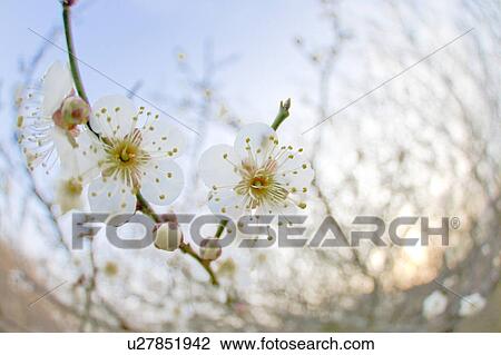 Stock Image - Close-up of plum blossoms. Fotosearch
