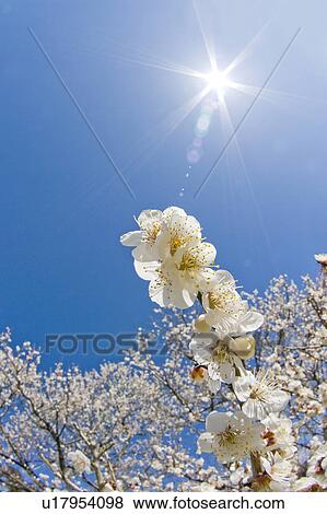 Close-up of plum blossoms View Large Photo Image Stock Photo - Close-up of plum blossoms. Fotosearch